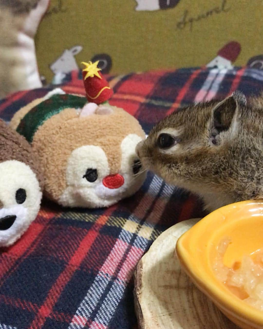 peace_0322さんのインスタグラム写真 - (peace_0322Instagram)「#リス#シマリス#ふわもこ部 すりおろしりんご🍎美味しいね😋 デールも食べる？」12月14日 18時21分 - peace_0322