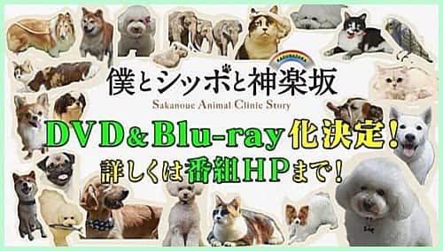 テレビ朝日「僕とシッポと神楽坂」のインスタグラム：「みなさん、お久しぶりです🎵 僕とシッポと神楽坂、最終回まで見守ってくださり、ありがとうございました❣️ 最終回が終わってから、たくさんたくさんたくさん感想をいただきました😊びっくりしました。 もっと見ていたかった❗️というお声がすごく多かったので… 座長や僕坂チームのみんなで相談して、最終回はディレクターズカット版をDVD &ブルーレイに入れることにしました❗️ それにプラスして、たっぷりの特典映像も絶賛編集中なので、発売をお待ちください〜！ #僕とシッポと神楽坂 #僕坂 #シッポ #相葉雅紀 #広末涼子 #趣里 #小瀧望 #大倉孝二 #渚 #村上淳 #かとうかず子 #イッセー尾形」