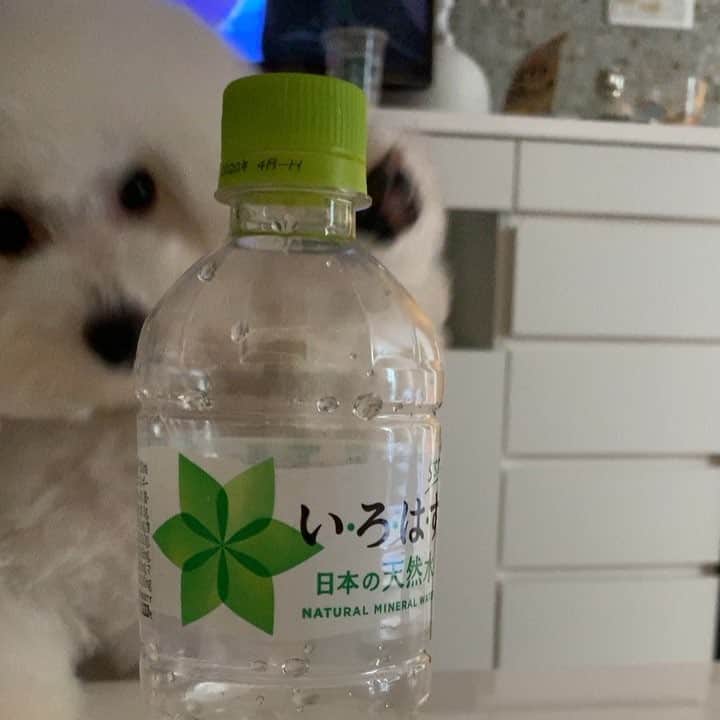 ハナマサのインスタグラム：「どうしてもペットボトルが欲しい子犬 #ビションフリーゼ #hanamasagram #ハナマサグラム」