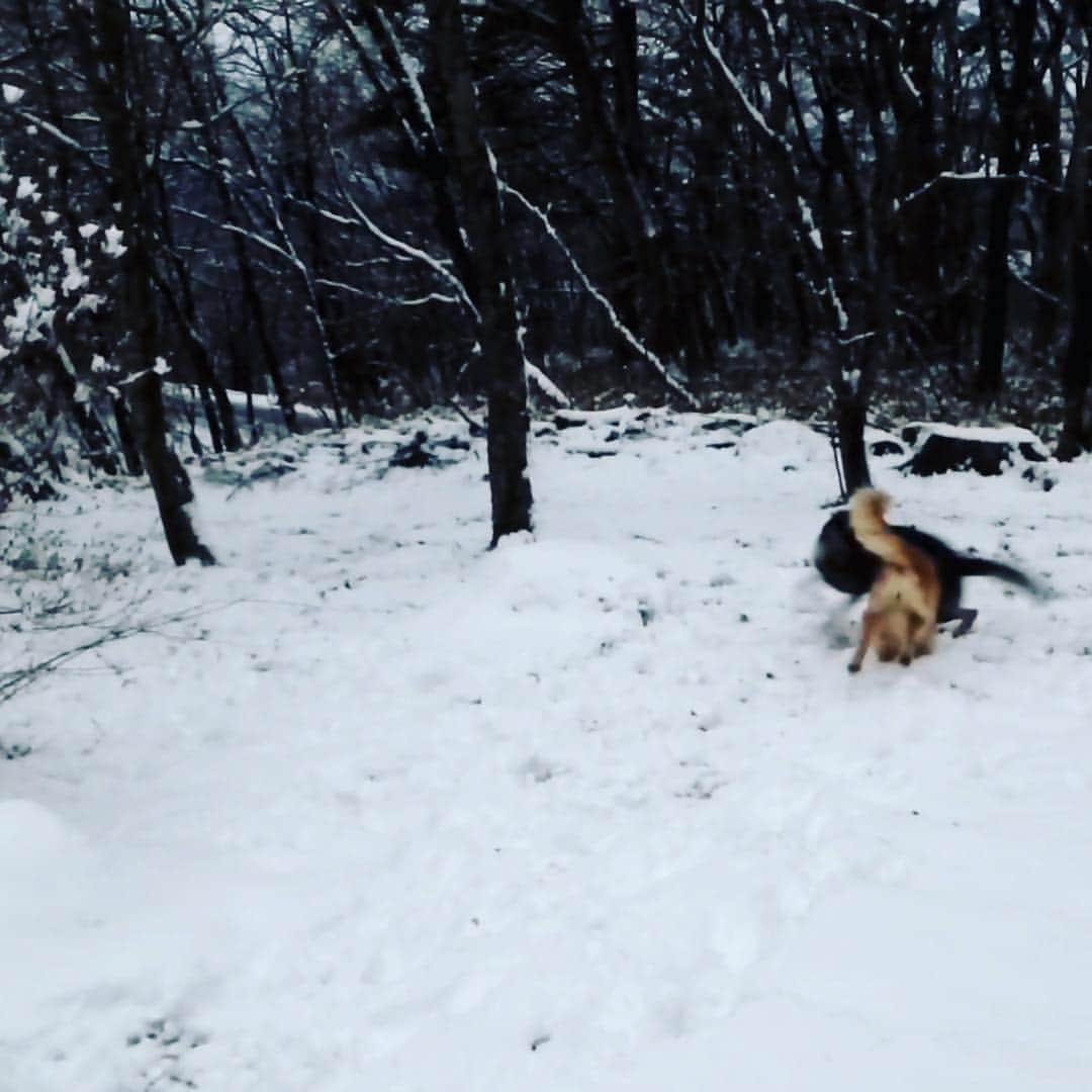 雪、ハニタビ、はちみつ（石田ゆり子）さんのインスタグラム写真 - (雪、ハニタビ、はちみつ（石田ゆり子）Instagram)「雪はどうしてるの？と たくさんのかたが おっしゃるので、 雪の近況を😊 雪は今、那須高原の山の家に たくさんのお友達犬🐕🐕🐕とともに行っております。 雪の中を、ボーイフレンドの 十兵衛と走り回ってる動画を スクリーンショットしました。 海外に行っていたり、肩が痛かったり、私がどうしても世話をできないときは 雪が赤ちゃんの時から お世話になっている訓練士さんにお願いしているのです。 雪、後少ししたら会えます。」12月15日 14時19分 - snowhoney3ohagi