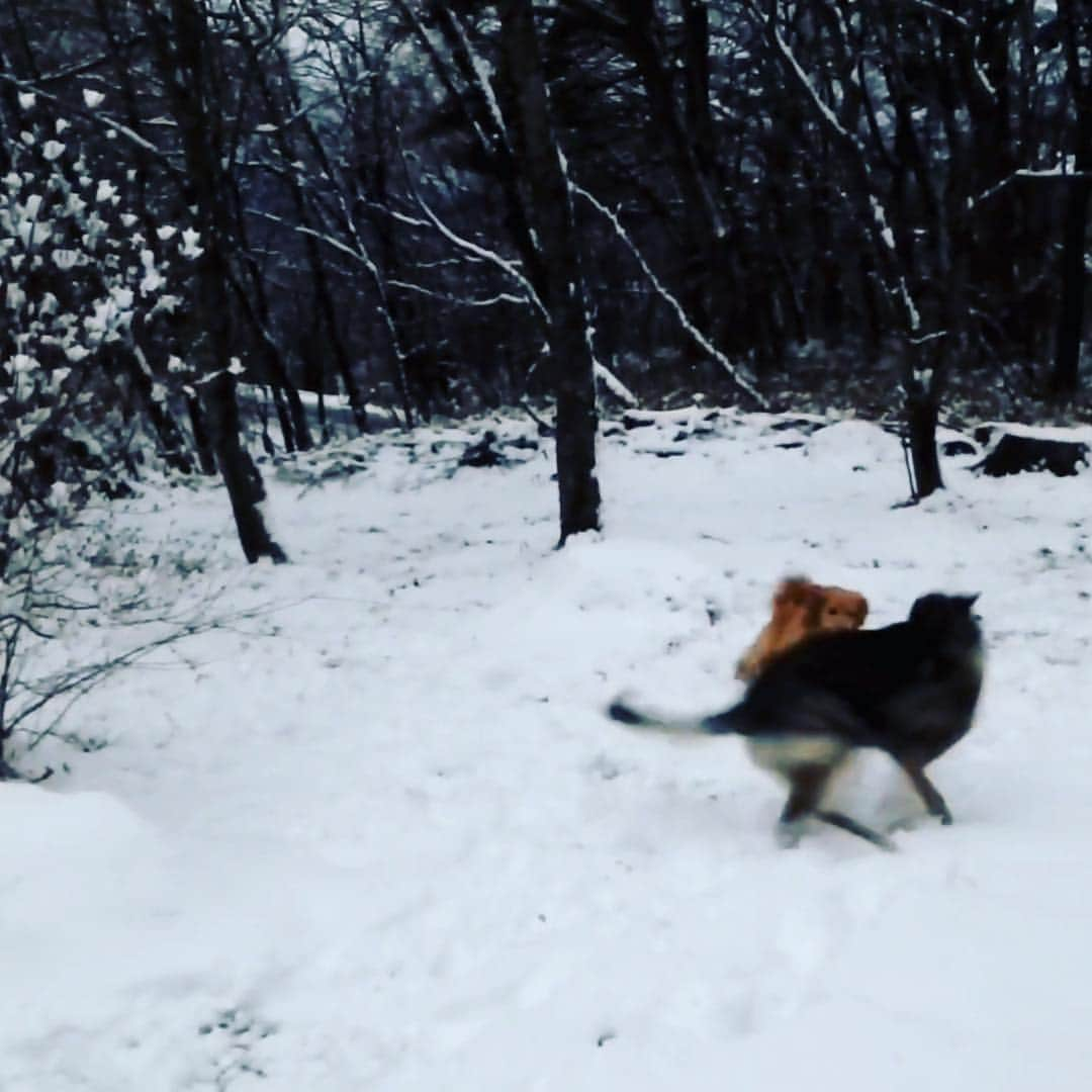 雪、ハニタビ、はちみつ（石田ゆり子）さんのインスタグラム写真 - (雪、ハニタビ、はちみつ（石田ゆり子）Instagram)「雪はどうしてるの？と たくさんのかたが おっしゃるので、 雪の近況を😊 雪は今、那須高原の山の家に たくさんのお友達犬🐕🐕🐕とともに行っております。 雪の中を、ボーイフレンドの 十兵衛と走り回ってる動画を スクリーンショットしました。 海外に行っていたり、肩が痛かったり、私がどうしても世話をできないときは 雪が赤ちゃんの時から お世話になっている訓練士さんにお願いしているのです。 雪、後少ししたら会えます。」12月15日 14時19分 - snowhoney3ohagi