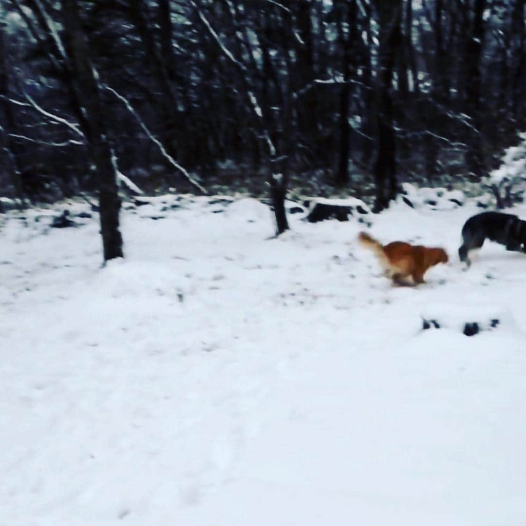 雪、ハニタビ、はちみつ（石田ゆり子）さんのインスタグラム写真 - (雪、ハニタビ、はちみつ（石田ゆり子）Instagram)「雪はどうしてるの？と たくさんのかたが おっしゃるので、 雪の近況を😊 雪は今、那須高原の山の家に たくさんのお友達犬🐕🐕🐕とともに行っております。 雪の中を、ボーイフレンドの 十兵衛と走り回ってる動画を スクリーンショットしました。 海外に行っていたり、肩が痛かったり、私がどうしても世話をできないときは 雪が赤ちゃんの時から お世話になっている訓練士さんにお願いしているのです。 雪、後少ししたら会えます。」12月15日 14時19分 - snowhoney3ohagi