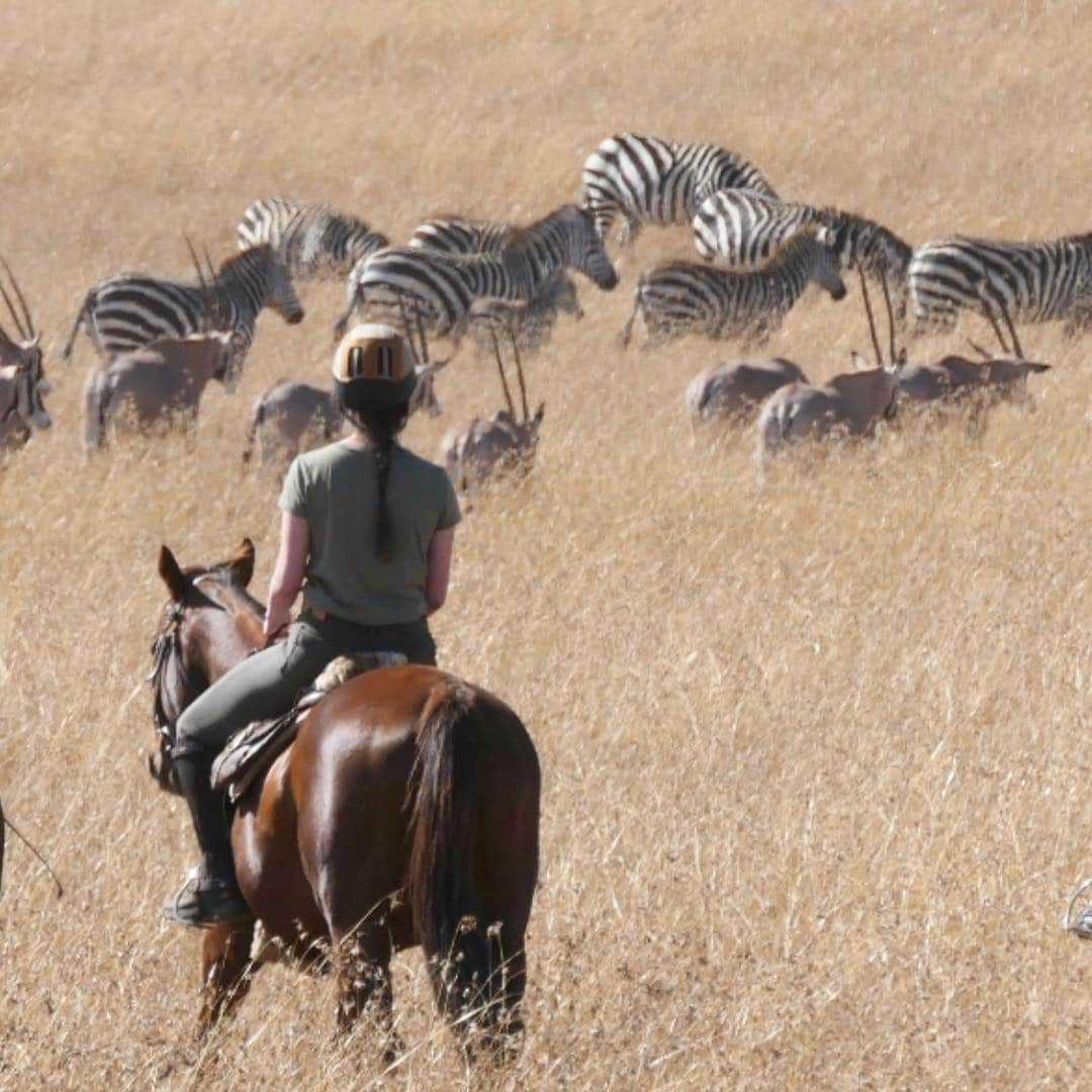 アリッサンドラ・アロノウのインスタグラム：「Dreaming of being back in the most magical place 🌟& riding by this dazzle of zebra 🦓 #Kenya #TheSerengeti」