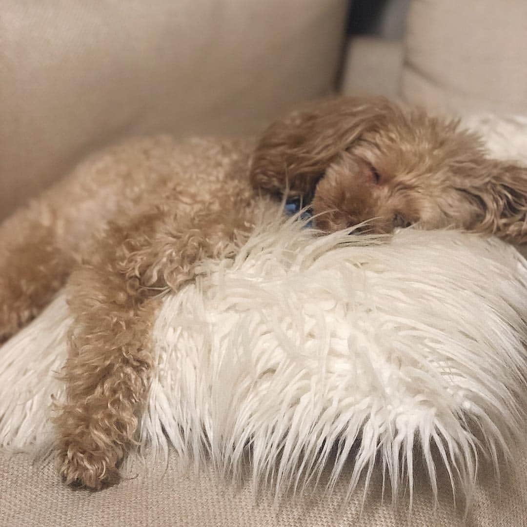 長谷川唯のインスタグラム：「・ ・ クッションが大好きな僕🐶❤️ここが定位置なんだよ✨ショコラがいるから頑張れる❤️love... ・ ・ #実家帰省 #実家に帰ると早起き #dog #トイプードル #トイプードル男の子 #dogstagram #cute」