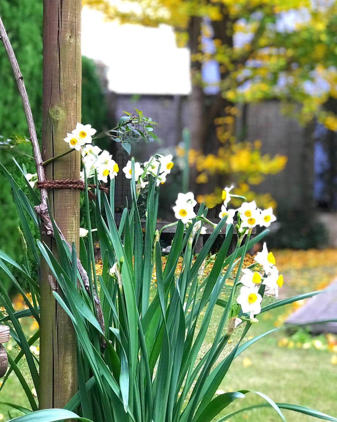 藤原美智子さんのインスタグラム写真 - (藤原美智子Instagram)「庭の #水仙 が満開になりました。 ・ 季節はドンドン真冬に近づいているけど、水仙が咲くと何だか春が来たような気に。 ・ 後ろの黄色いのは #イチョウ の落ち葉。掃き掃除します〜💦 ・ #ガーデニング  #ガーデニング備忘録 #藤原美智子 #fujiwaramichiko #ladonna  #michikolife」12月16日 6時30分 - michiko.life