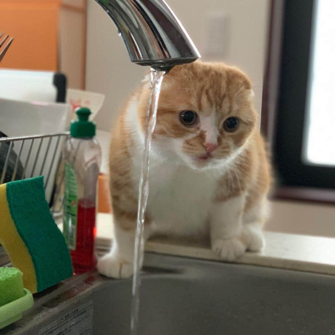 HIKAKINさんのインスタグラム写真 - (HIKAKINInstagram)「フゴーッ って水を飲むまるお😂💕 #まるお #猫 #かわいい」12月16日 22時40分 - hikakin