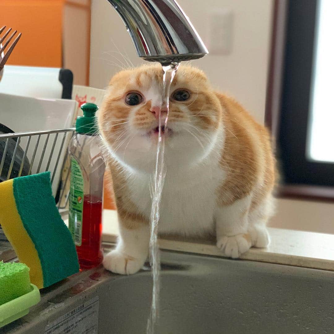 HIKAKINのインスタグラム：「フゴーッ って水を飲むまるお😂💕 #まるお #猫 #かわいい」