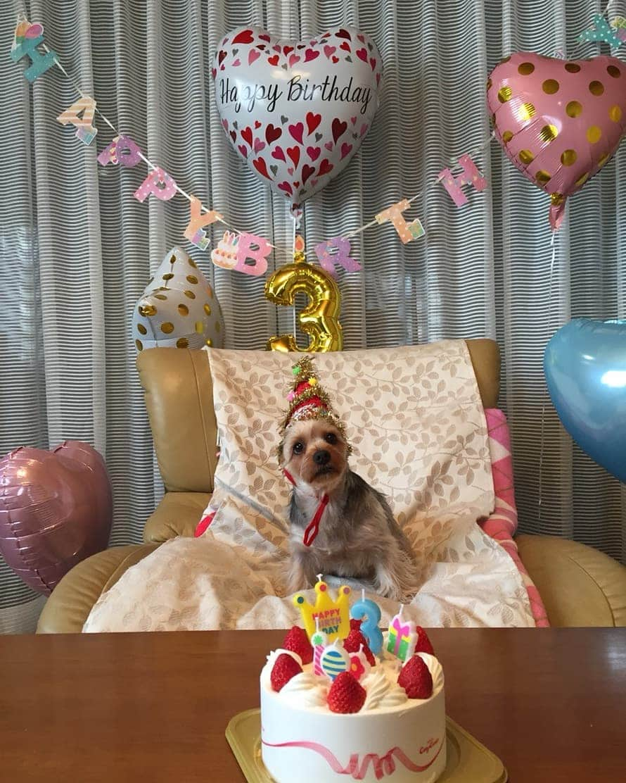 近藤みやびさんのインスタグラム写真 - (近藤みやびInstagram)「苺ちゃん３歳の誕生日❤️ やらされてる感半端ないww ３歳の目標はおもらししないことです🎵  #ヨークシャーテリア #3歳 #誕生日 #happybirthday #いぬばか #親バカ #ちょっと大きくなりすぎた #6キロ」12月16日 20時00分 - miyabiiiii_kondooooo