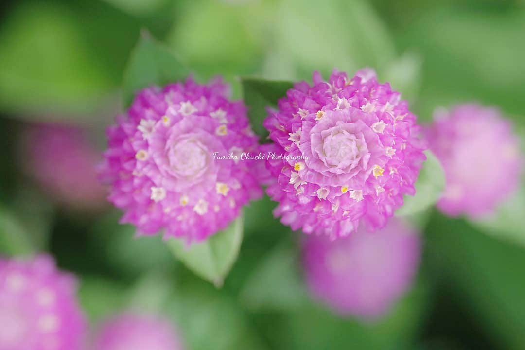 花の写真館のインスタグラム：「Photo by Fumika Ohuchi. https://www.facebook.com/profile.php?id=100008500456738 . Original Post[投稿頂いたURL] https://www.facebook.com/photo.php?fbid=2052884011671594 . 本アカウントは、 #私の花の写真 をつけてInstagramに投稿された皆さまの花の写真や、「花の写真館」Facebookページで投稿された花の写真を紹介します。 「花の写真館」Facebookページは、「 @floral.photograph 」のプロフィールにあるURLからご覧ください。 . #花の写真館 #floralphotograph #floralphoto #flower #flowers #富士フイルム #FUJIFILM Follow: @floral.photograph」