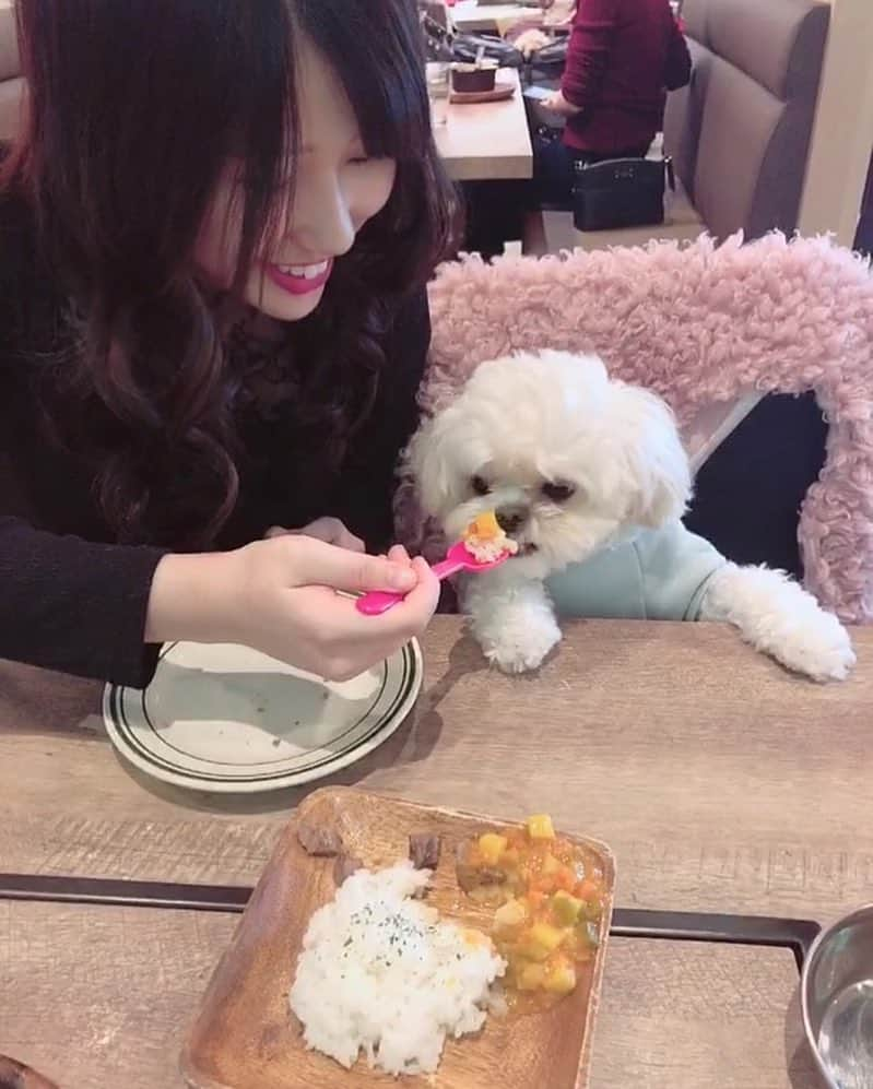 オジク さんのインスタグラム写真 - (オジク Instagram)「可愛いけぴたんにご飯食べさせた🐶🍴🎶 あと、はんぎるとの子供が欲しくなった💭💕（笑） @zick_jasper 오빠의 아기가 갖고싶어졌당👶🏻🍼💕결혼해주세용🥺💭💗」12月17日 0時36分 - kim5zic