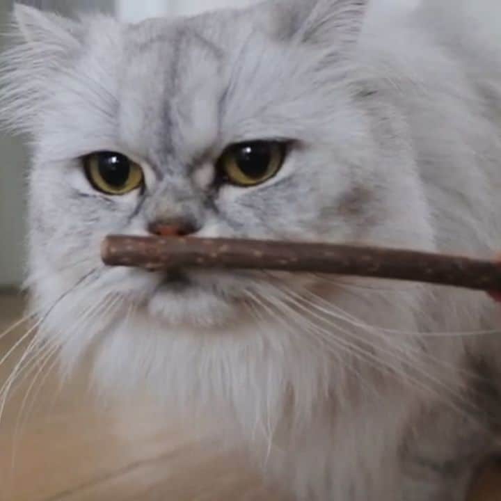 Milkshake the Catのインスタグラム：「Are you familiar with silver vine sticks? We've tested them out! Check the video via @smoothiethecat to see how Smoothie & Milkshake respond to them.」