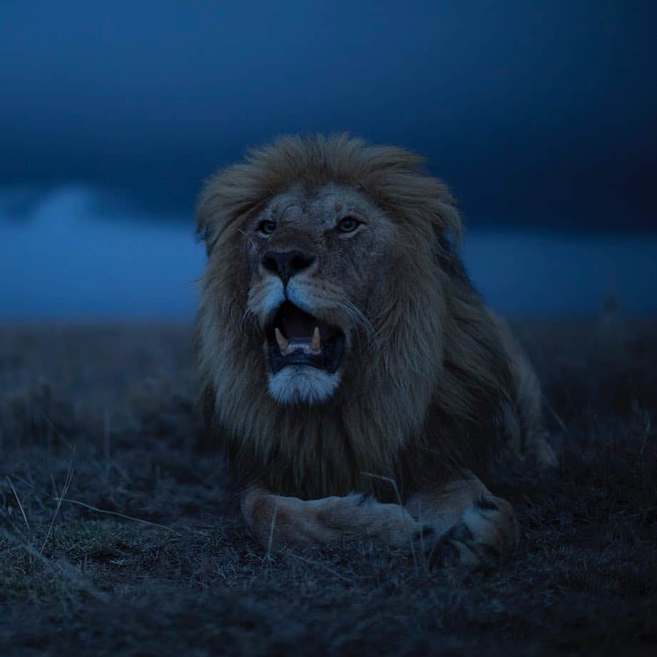 National Geographic Creativeさんのインスタグラム写真 - (National Geographic CreativeInstagram)「Photo by @michaelnicknichols: A male lion known as Hildur relaxes in Serengeti National Park, Tanzania. #Lion #Tanzania #SerengetiNationalPark」12月17日 3時21分 - natgeointhefield