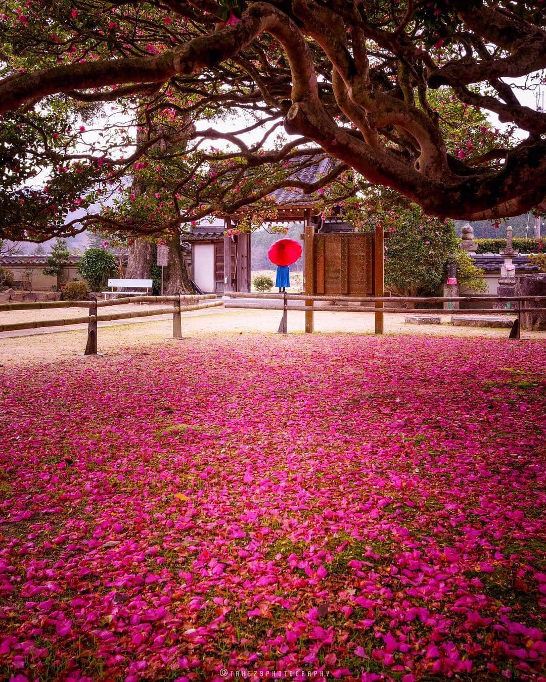 Takefumi Tezkaのインスタグラム：「✴︎西方寺 山茶花 【サザンカ】 ✴︎ ✴︎ ✴︎兵庫県」