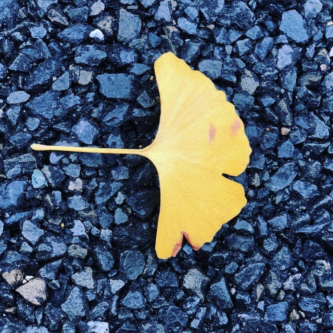 ンダホさんのインスタグラム写真 - (ンダホInstagram)「さらば秋🍂 ようこそ冬☃️」12月17日 15時52分 - ndaho.fischers