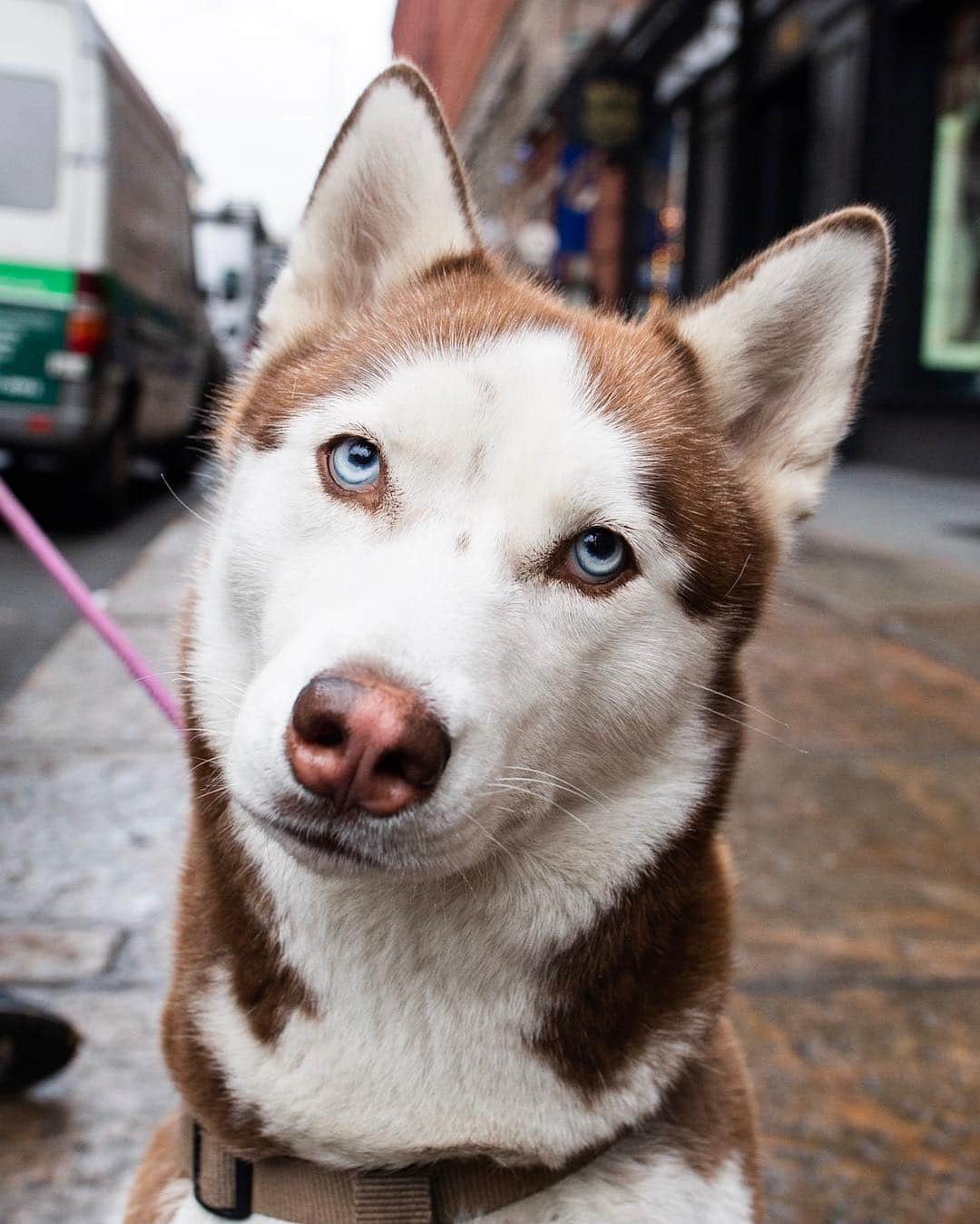 The Dogistさんのインスタグラム写真 - (The DogistInstagram)「Momo, Siberian Husky (3 y/o), Prince & Lafayette St., New York, NY • “She talks when she’s happy, like when I come home after a few hours.”」12月18日 7時18分 - thedogist