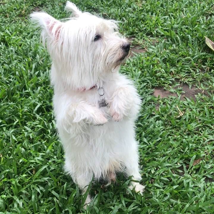 Hoykong&Plamuekのインスタグラム：「I need some treats 😊 ขอหนมกินหน่อยค้าบบบบ 😘」
