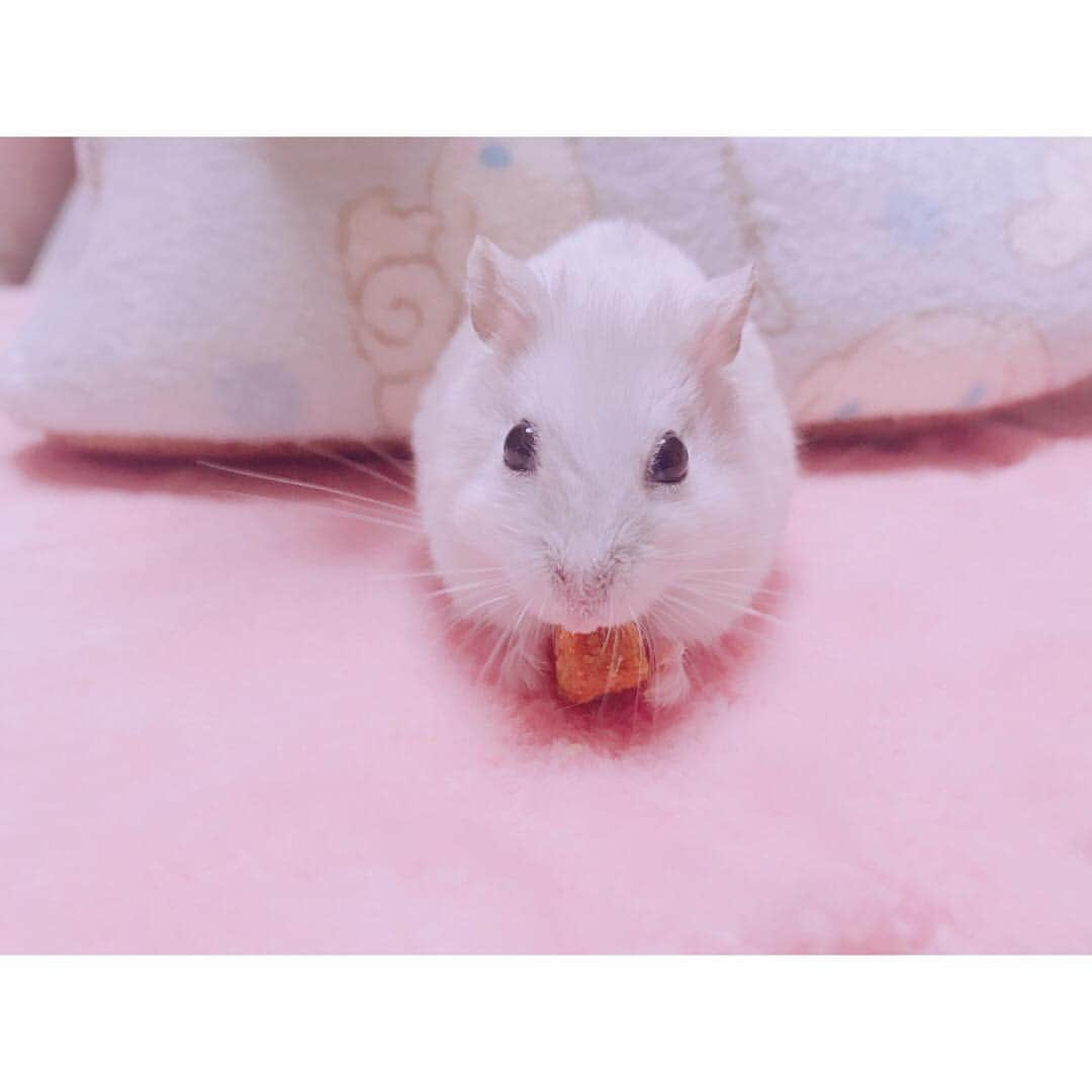 白戸遥のインスタグラム：「かぼちゃもぐもぐ🐹💗 #hamster #hamstagram #hammy  #dwarfhamster #hamstergram #petstagram #fluffy#smallanimal#hamsterlife #hamsterlove  #ハムスター部 #ハムスタグラム #ハムスター #はむすたぐらむ #햄스터 #仓鼠的日常 #仓鼠 #もぐもぐ期 #白戸家 #はるちゃん #シナモロール #カボチャ #かわいい #シナモン #お気に入り #followｍe #ハムスター好きな人と繋がりたい #ハムスターのいる生活  #おもち」