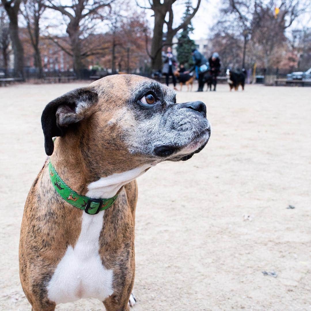 The Dogistさんのインスタグラム写真 - (The DogistInstagram)「Briana, Boxer mix (6 y/o), Tompkins Square Park, New York, NY • “She has serious FOMO. She always thinks something is going on and doesn’t want to miss out.”」12月19日 4時50分 - thedogist
