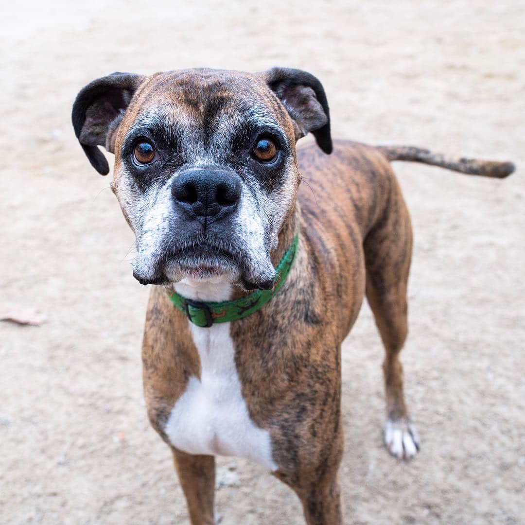 The Dogistさんのインスタグラム写真 - (The DogistInstagram)「Briana, Boxer mix (6 y/o), Tompkins Square Park, New York, NY • “She has serious FOMO. She always thinks something is going on and doesn’t want to miss out.”」12月19日 4時50分 - thedogist