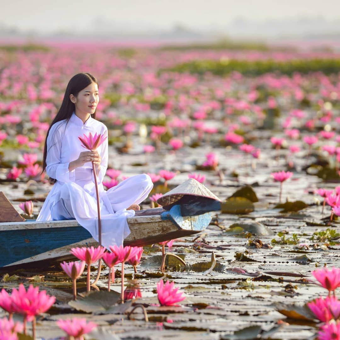 botanypaintingさんのインスタグラム写真 - (botanypaintingInstagram)「水曜日のロータス*  Wednesday Lotus in Vietnam  純白のアオザイと 鮮やかな赤紫色の蓮の花。  開花は早朝。 朝陽の中、 つぼみはゆっくりと綻んでいきます。  ーーーーーーー  LIFE is ART Botany Painting  #ボタニーペインティング #蓮 #ハス #インド菩提樹 #ロータス #ロータスリーフ #菩提樹 #アート #通信講座 #ボタニーペインティング通信講座 #ワークショップ #趣味 #インテリア #蓮の葉 #ボタニカル #アントレサンフラッペ #ロータスリーフペイント #ロータスフラワー #蓮の花 #水曜日のロータス #botanypainting #lotus #linden #botanical #lifeisart」12月19日 16時40分 - botanypainting