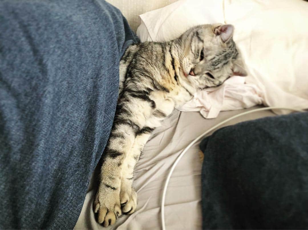 のインスタグラム：「⌘ 毎朝6時の光景（´-`）.｡oO（人間かな Every morning at 6 o'clock, Atom enters the bed himself =͟͟͞͞ (¦3[▓▓]💤」