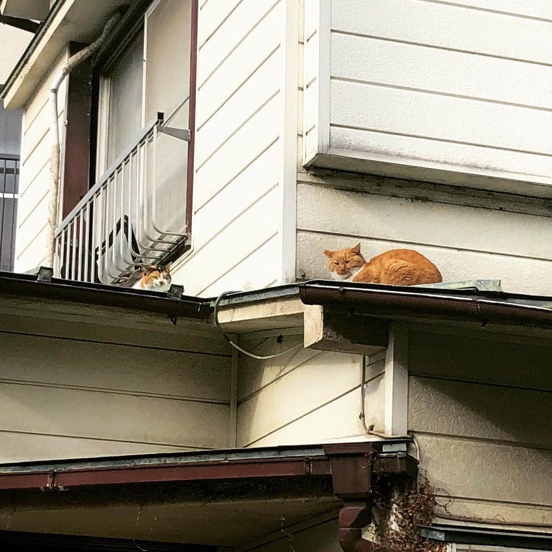 荒浪和沙のインスタグラム：「歩いてたら屋根の上にいる猫見つけた。 こっちみてる！w #猫 #猫目ヂカラ王選手権 #こっちみんな #可愛い」