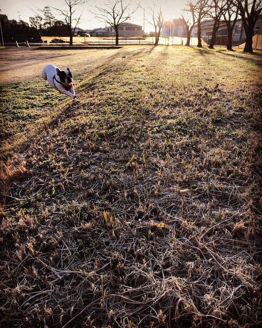 Ju-kenさんのインスタグラム写真 - (Ju-kenInstagram)「Jumping apollo 🐖🐖🐖 #frenchbulldog #フレンチブルドッグ #飛ばない豚はただの豚だ #朝の散歩寒いです」12月19日 13時34分 - jkn627