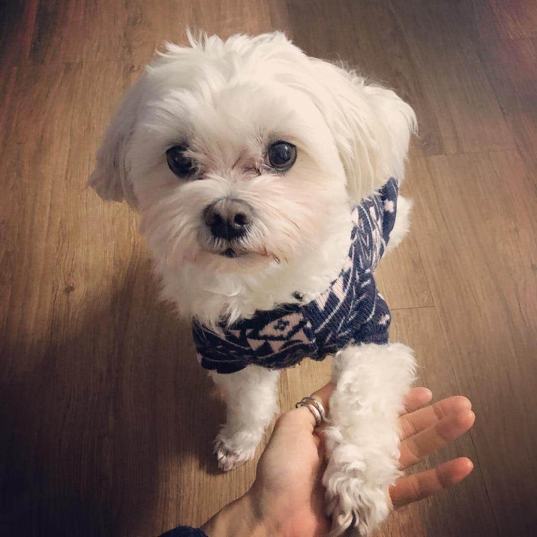 グンミ さんのインスタグラム写真 - (グンミ Instagram)「🐶🐱 #캐딜락 에서 진행하는 #유기견구호캠페인 인 #DogsSaveDogs 챌린지에 동참 합니다 . . 이렇게 사랑스런 복태도 유기견이 였어요 버려진 상처 때문에 분리불안도 심하고 발바닥 털 한번 밀어 주려고 하면 온갖 겁은 다 먹고 으르렁 되기 일수 였는데 시간이 약인걸까요? 지금은 얌전하게 손,발도 잘주고 세상 편하게 잠도 잘자는 아주 건강하고 튼튼한 복태 랍니다🤣😊 유기견도 사랑 받으며 충분히 예쁜 아이 라는걸 #유기견입양 을 통해 느끼게 되었어요 앞으로 우리의 적극적인 관심이 필요해요 🙏🏻 . . 해나언니 @haena_kim_지목을 받아#도그세이브도그챌린지 에 참여하게 되었고 이렇게 좋은 캠페인에 동참 할수 있어 뿌듯합니다 ^^ . . 그럼 챌린지 이어갈 다음 분들 지목 할게요 . . 💛지현언니 @moomyung0260 💛세랑이 @serang_ 💛영균이 @yeong_kyun . . 케딜락의 Dogs save Dogs 첼린지는 당신의 소중한 반려견 혹은 반려묘와 손을잡고 찍은 사진/영상 또는 도산대로에 위치한 케딜락하우스 서울2층 Dogs save Dogs 존 방문 인증사진/영상을  #DogsSaveDogs #도그세이브도그 해시테그와 함께 업로드하여 주시면 포스팅 10개당 1kg의 사료를 #캐딜락 에서 동물원단체 #케어 에 기부하는 캠페인 입니다 . . 여러분들의 캠페인 참여 한번이 길위의 많은 아이들에게 아주 큰 도움이 됩니다. 지금 여러분의 따뜻한 마음을 보여주세요🙆🏻‍♀️ . 도그세이브도그 챌린지 참여방법입니다  1) 100시간 내에 인증  2) 챌린지를 이어나갈 3명지목  3) #dogssavedogs #도그세이브도그 #캐딜락 해시테그를 달아 포스팅을 해주시면 됩니다.」12月19日 18時44分 - g.mi