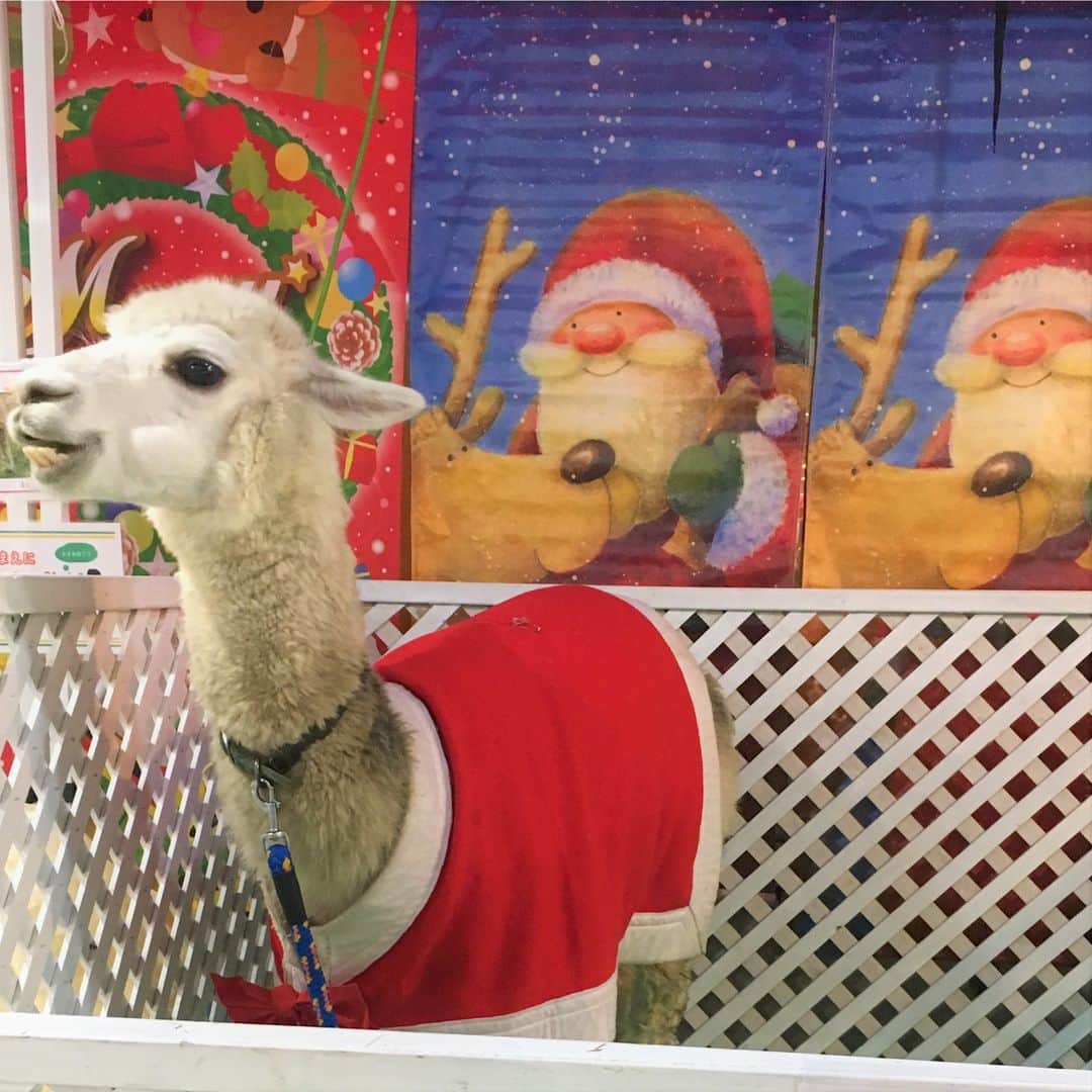 デックス東京ビーチ公式Instagramのインスタグラム：「今週末にはデックスのセンターデッキで「クリスマス動物園」開催します🎄 . ふわふわの動物たちがサンタの衣装を着てやってきます🎅✨ . 写真は先週開催した時のものです📷✨ . ぜひクリスマス前のお休みには、もこもこ動物たちにふれあいにデックスへお越しくださいね～♪ . 🐐期間　2018年12月22日(土) 🐐時間　12:00～17:00 🐐場所　3Fセンターデッキ . #お台場 #デックス #japan #tokyo #odaiba #deckstokyobeach #decks #お買い物 #ショッピング #ショッピングモール #サンタ #動物サンタ #お台場海浜公園 #海浜公園 #デックス東京ビーチ #クリスマス #動物ふれあい #猫スタグラム #犬スタグラム #クリスマスイベント #動物写真 #アニマル #クリスマス仕様 #動物が好き #ふわもこ #動物大好き #動物好き #動物園 #アルパカ #ふわもこ部」