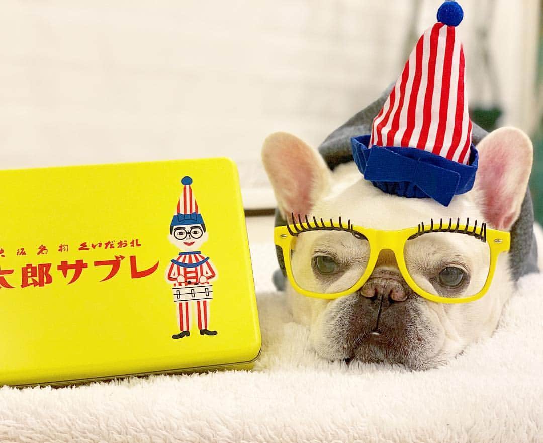 Udon うどんさんのインスタグラム写真 - (Udon うどんInstagram)「くいだおれうどんでおますねん。 #関西弁への憧れ #くいだおれ太郎 . #udon #buhi #frenchbulldog #batpig #dog #love #cute #dogs #frenchies1 #犬 #フレブル #フレンチブルドッグ #ブヒ #pecoいぬ部 #うどん」12月19日 21時27分 - udon_mama