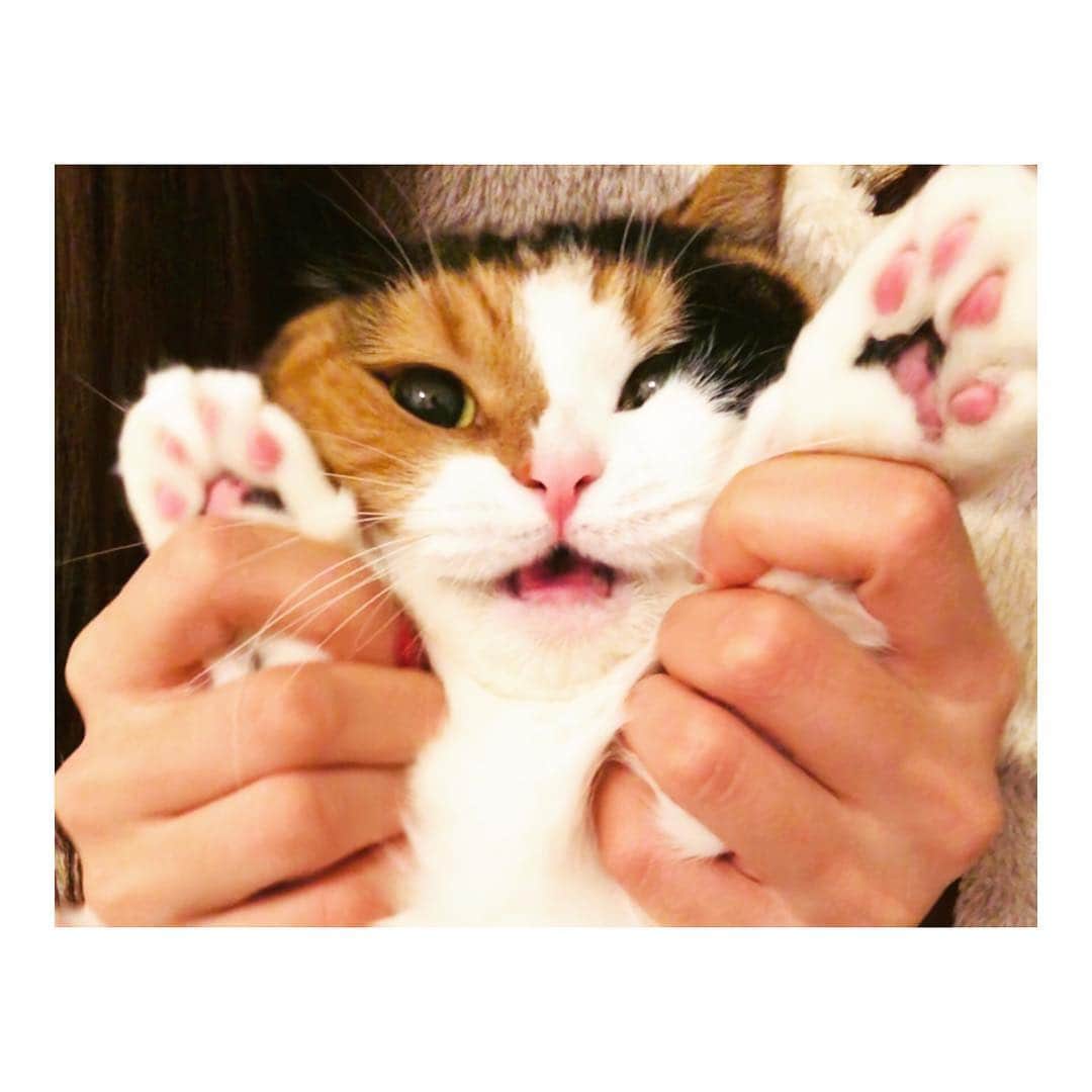 副島美咲さんのインスタグラム写真 - (副島美咲Instagram)「にゃぁぁあああぁあ！！！！ . #マンチカン #三毛猫 #猫 #cat #にゃんすたぐらむ #love #cute #もぐら」12月20日 0時48分 - misaki051019
