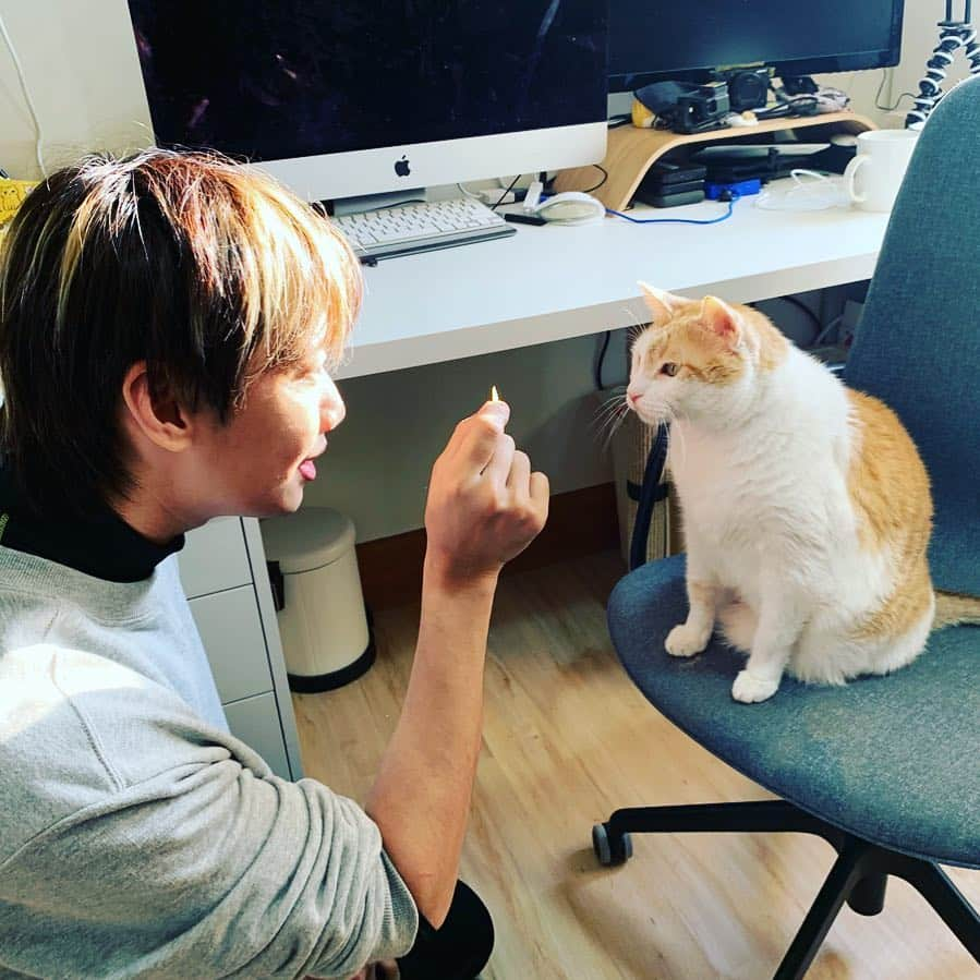 黃阿瑪的後宮生活さんのインスタグラム写真 - (黃阿瑪的後宮生活Instagram)「阿瑪：「你想幹嘛？朕不吃陌生人的食物喔。」#阿瑪 #食物 #陌生人 #貓 #黃阿瑪的後宮生活 #尼克」12月20日 10時47分 - fumeancat