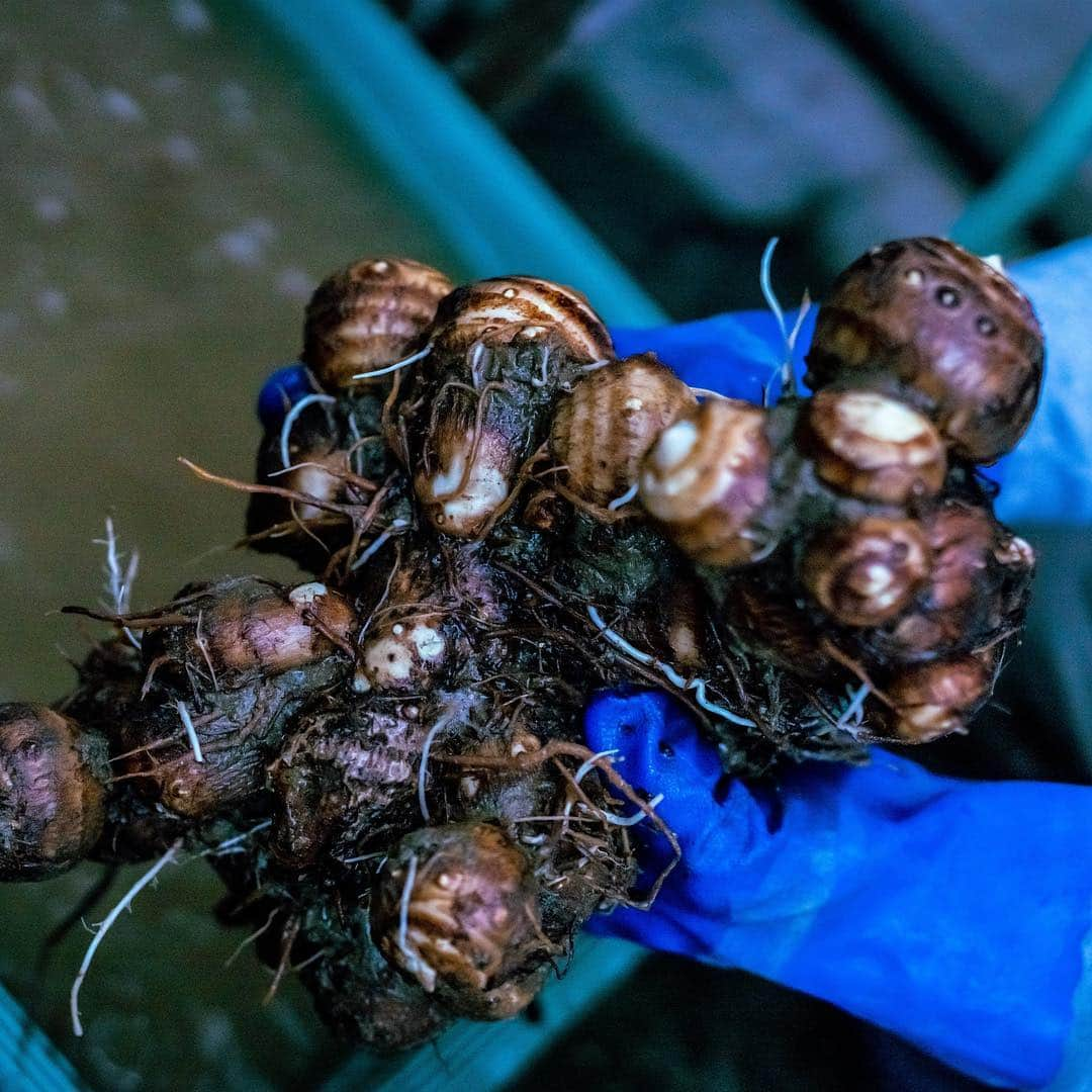 川瀬良子さんのインスタグラム写真 - (川瀬良子Instagram)「食文化発信WEBマガジン 【umamiのくにから】の中の うまみの連載『恵みのくにへ。』 vol.4 新潟編が 公開されました😃👏🏻 （写真10枚あります📸 シュッ！と、スワイプしてみて下さいね♪） ＊ 「新潟で郷土料理 のっぺ 体験」 ＊ 新潟のみなさんにとっては家庭の味「のっぺ」 （写真6枚目 見てみて下さい😊） 私は知らなかったので、 のっぺの奥深さの中に、 郷土料理や家庭の味の大切さを改めて感じました。 ＊ のっぺには欠かせない野菜「さといも・帛乙女」 これがまたおいしくておいしくて！ ＊ ぜひぜひぜひ！ たくさんの方に読んでいただきたいです😊 「恵みのくにへ」で検索して、ご覧下さい！ 今回も、しっかりと記事を書かせていただきました。 伝承会のおばあちゃんたちが明るくてお元気で、 家で書きながらも思い出して 声を出して笑ってしまうほどでした🤣 ワチャワチャ賑やかな雰囲気も伝わるといーなー♪ 感想も聞かせて下さいね！ ＊ 取材にご協力いただいたみなさん！ 本当に本当に！ ありがとうございました😆😊👏🏻🌈 ＊ #食文化 #発信 #umamiのくにから #恵みのくにへ #うまみ #出汁 #野菜 #農業 #agriculture #農家さん #農作業 #連載 #郷土料理 #家庭の味 #新潟 #岩室 #のっぺ #五泉市 #さといも #帛乙女 #せきかわ農園 @yosiyuki_sekikawa  #tansu @tansu.yamaguchi @tansu.ochanoma  #やまや @yamayafan  #エーグル @aiglejp  #カブロカムリエ @cablocamurie」12月20日 9時50分 - kawase_ryoko