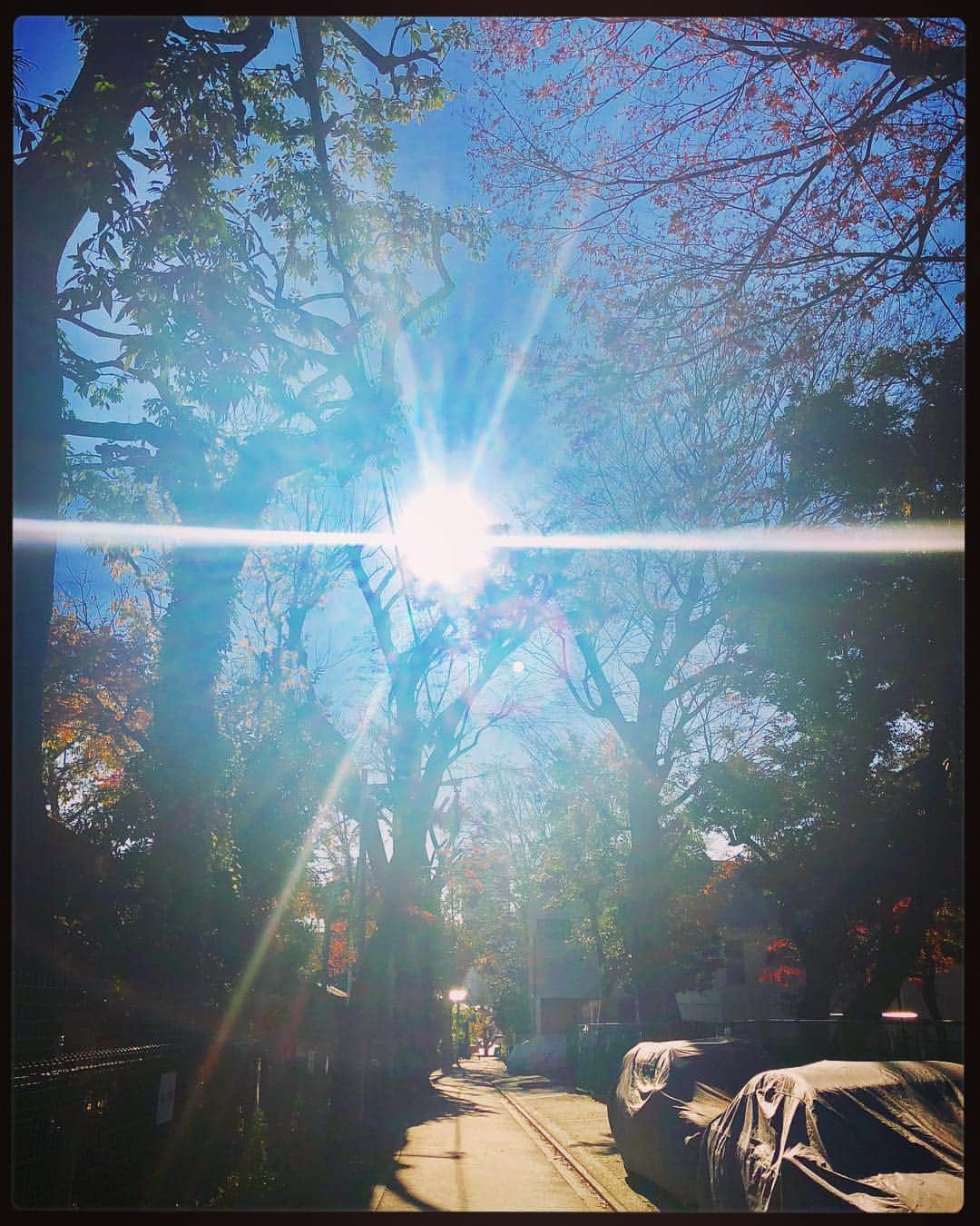 のインスタグラム：「東京 だいぶ葉も落ちた。」