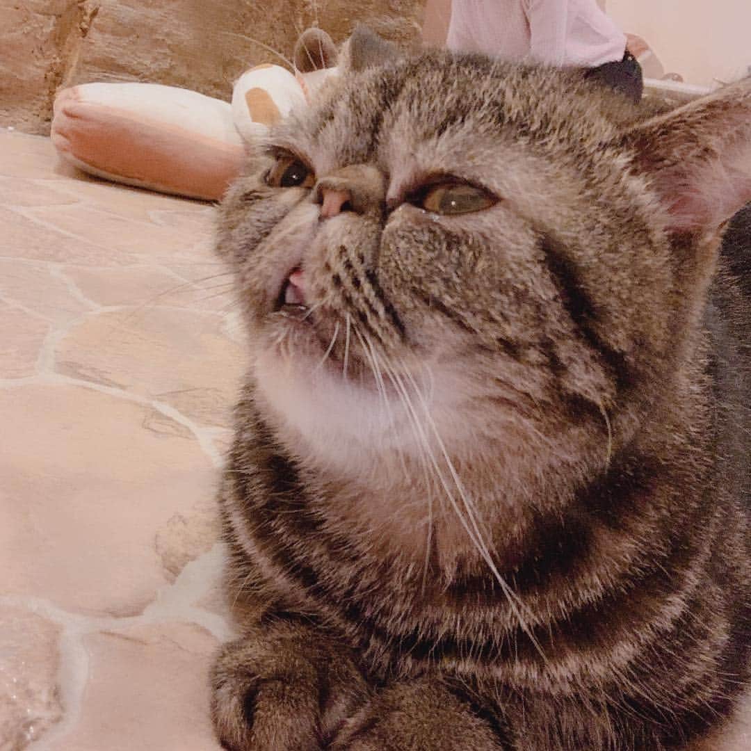 石田晴香のインスタグラム：「ぴぃちゃんと、吉祥寺にある天国行ってきたんだ！ 幸せだったーヽ(；▽；) . #吉祥寺プティット村 #ぴぃす #cat #猫 #猫カフェ #まっしゅ」