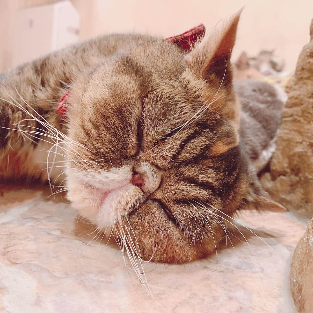石田晴香のインスタグラム：「お猫様🐱いやされた . #吉祥寺プティット村 #cat #猫 #猫カフェ #コンカフェ #第一回総選挙一位 #きの子」