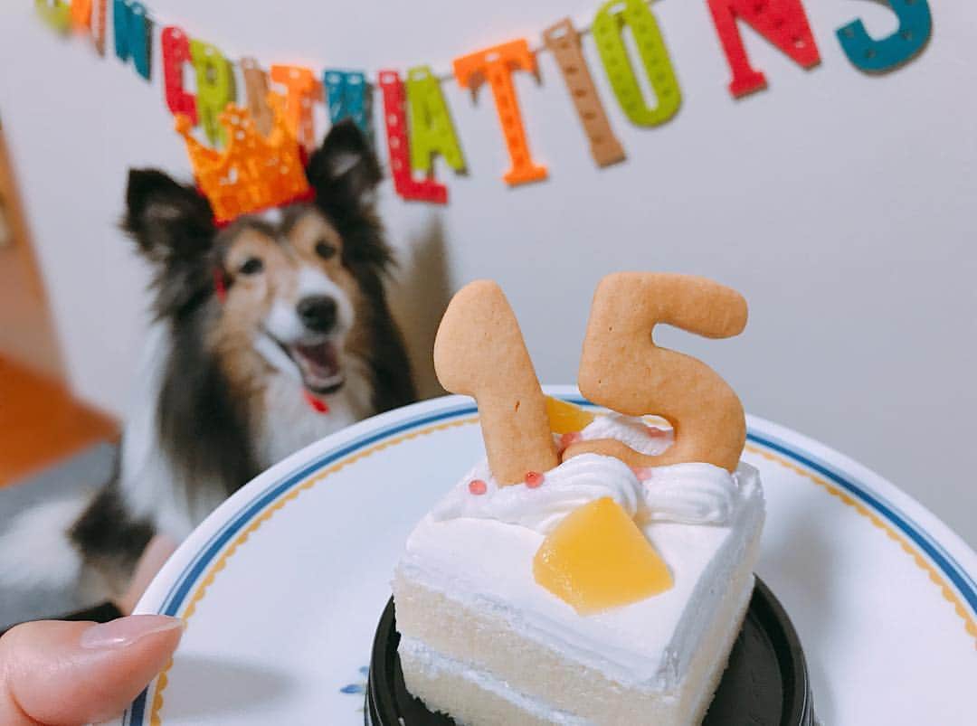 速水里彩さんのインスタグラム写真 - (速水里彩Instagram)「🎂 12/20は愛犬🐶の誕生日でした🎉 . わんちゃん用のケーキでお祝い💡💕 写真を撮る為に「マテ！」をしていたので 渡した瞬間、 10秒くらいで平らげました🤤🤤 早すぎて家族みんなで爆笑でした（笑） . これからも元気に長生きしてね❤️ . #愛犬誕生日 #シェルティー #15歳になりました」12月21日 14時05分 - hayami.risa