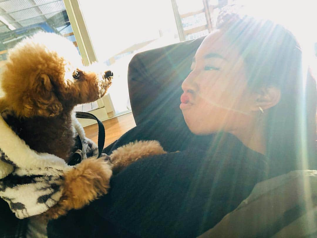 川合美乃里さんのインスタグラム写真 - (川合美乃里Instagram)「@thiara_world ✨🌆💕 うちの犬🐩」12月21日 16時53分 - minorikawai