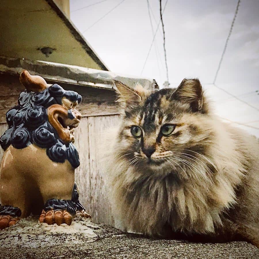 安珠さんのインスタグラム写真 - (安珠Instagram)「#沖縄 #okinawa #久高島 #cat #猫 #シーサー #安珠写真家 #anjuphotographer」12月21日 21時33分 - anjuphotographer