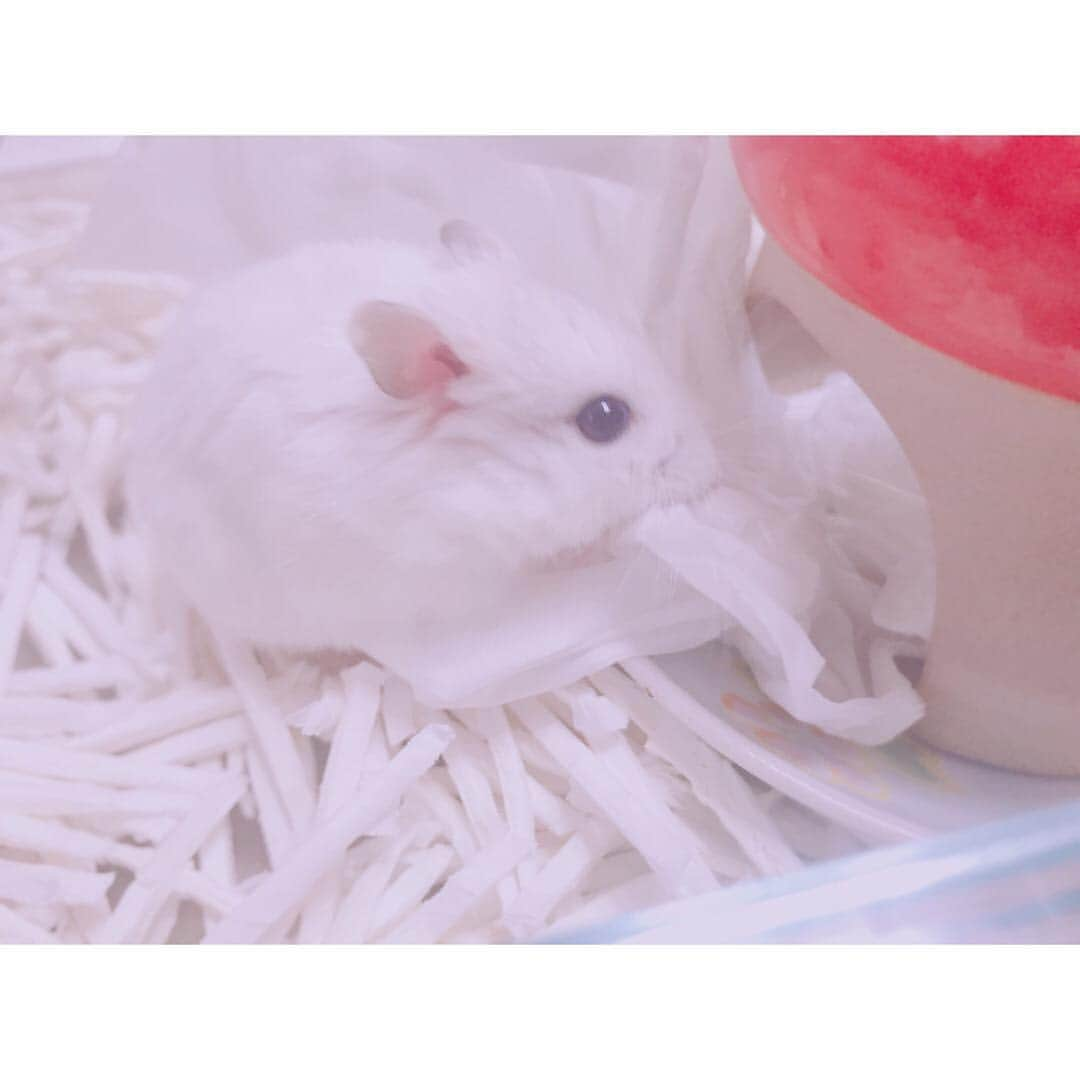 白戸遥のインスタグラム：「ティッシュをせっせとおうちに運ぶおもち🐹💗 #hamster #hamstagram #hammy  #dwarfhamster #hamstergram #petstagram #fluffy#smallanimal#hamsterlife #hamsterlove  #ハムスター部 #ハムスタグラム #ハムスター #はむすたぐらむ #햄스터 #仓鼠的日常 #仓鼠  #白戸家 #はるちゃん #運ぶ #おうち #かわいい #ティッシュ #お気に入り #followｍe #ハムスター好きな人と繋がりたい #ハムスターのいる生活  #おもち」