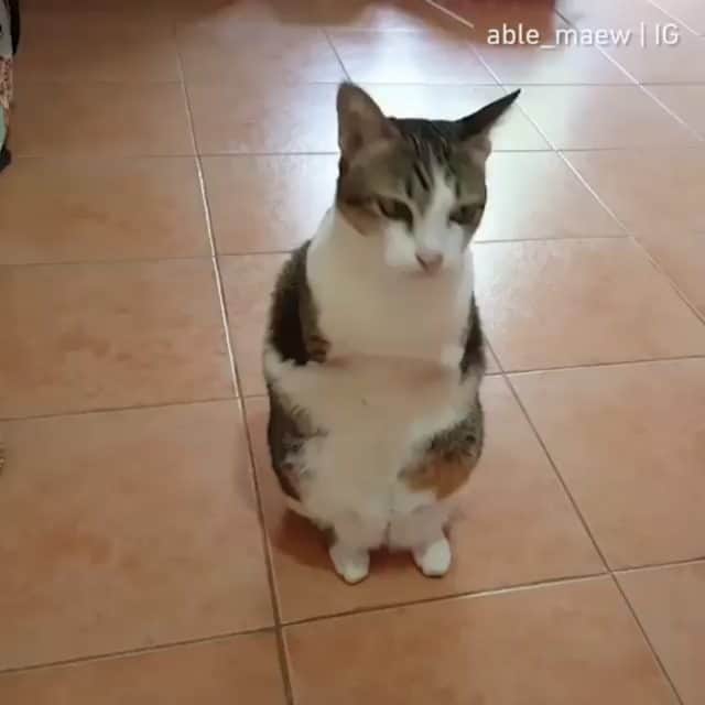 のインスタグラム：「Feeeeeeeed meow hooman 🐾 📹@able_maew *Note: Able the cat has a pair of strong back legs that enable him to climb flights of stairs and hop around effortlessly like a T-Rex. years ago, Able was living a stray life in a city of Thailand, hunting for food and fending for himself. He fell on an electric transformer, and was severely electrocuted but the incredibly brave cat was not ready to die.  A kind hearted woman found him and nursed him back to health.  Able has made a full recovery and lives his life with two legs like a champ. His amazing spirit keeps him going and he is the happiest little guy he can be.  #meowed #ablemaew #tabby #rescuekitty #adoptdontshop #🇹🇭」