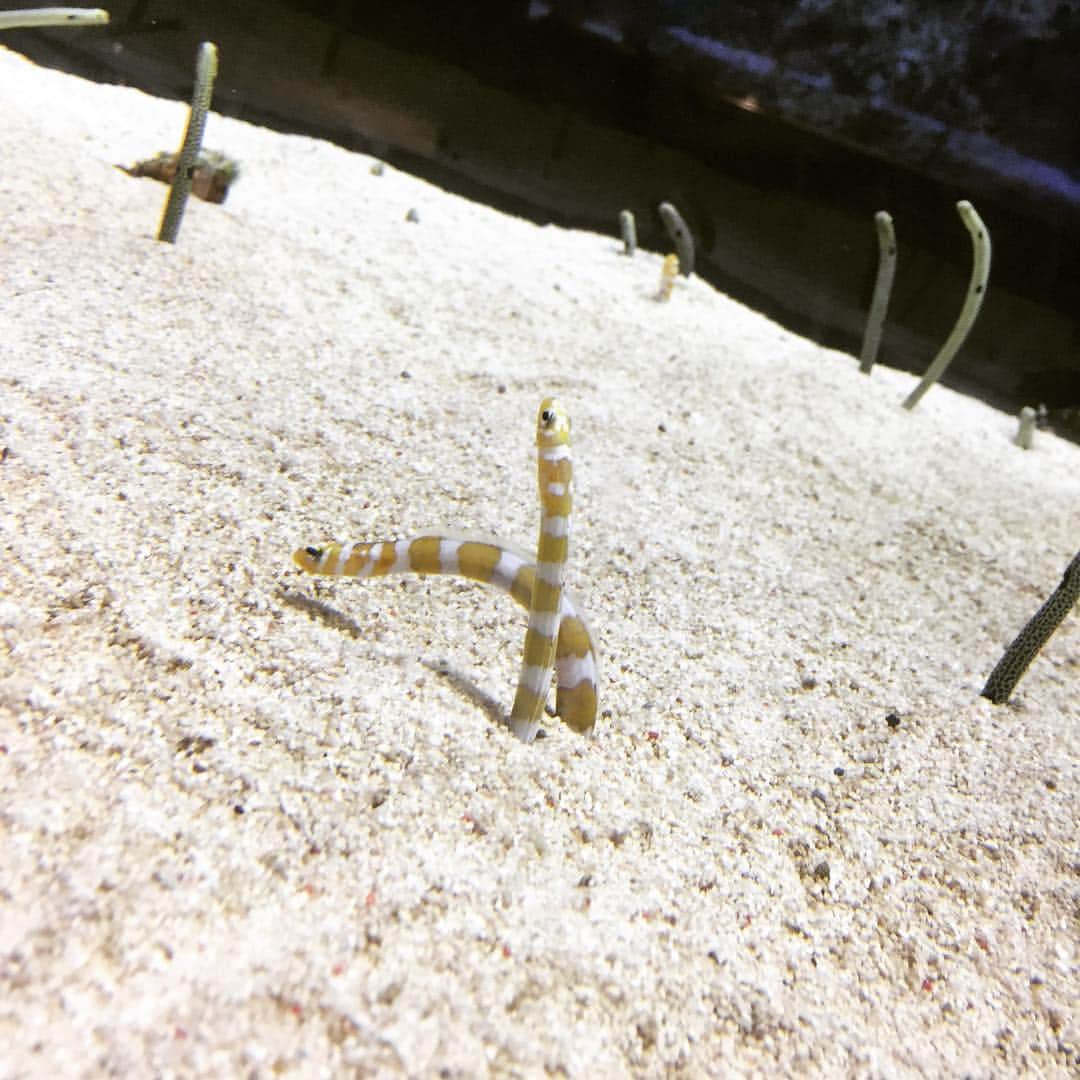 花原あんりのインスタグラム：「久しぶりの水族館☺️✨ チンアナゴさんたちが可愛かったなぁ☺️💗 #singers #singing #musics #japan #vocals #acoustic #tflers #artist #artiste #photooftheday #artistic #television #vocals #like4like #singer #tflers #instadaily #musician #swag #MC #moodygrams #guitarist #東京 #insta #instagram #love #l4l #instagood」