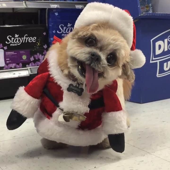 Marnie The Dogのインスタグラム：「It’s that time of year again!」
