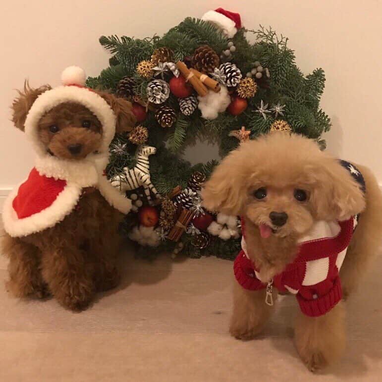 深田恭子のインスタグラム：「もうすぐChristmasですね🎄 我が家の犬達も今年のリースの前で記念撮影をしました♥️右がメロンで11歳、左はポッケ来月1歳になります🎁（親バカ自己紹介...聞かれてないのにすみません）名前の由来は子供の頃観ていた教育TVに出てくる「ぱぴぷぺぽっけ」からです📺💕同世代の方はわかるかな♥️安達祐実ちゃんも観ていたそうで、盛り上がってテーマソングを一緒に歌ってくださったんです🌈💕ぱぴぷぺポッケを皆様どうぞ宜しくお願い致します⭐️ #MelonChristmas #PapipupePokke #皆様にサンタさんが来ます様に #初めて恋をした日に読む話 #はじこい #kyokofukada」