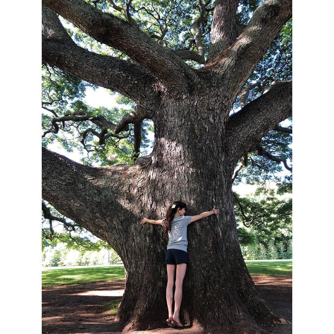 山田佳子さんのインスタグラム写真 - (山田佳子Instagram)「樹に宿る偉大なパワーをもらおう！🌳﻿ ﻿ #モンキーポッド﻿ #日立の樹﻿ #緑豊かで癒されます﻿ #自然に囲まれて﻿ #アメリカネムノキ﻿ #モアナルアガーデン﻿ ﻿ ﻿」12月22日 14時36分 - yoshiko117