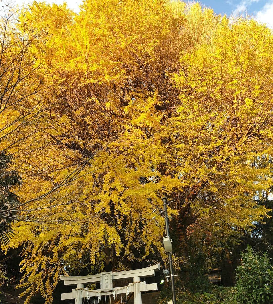 井嶋ナギのインスタグラム：「先日の紅葉狩。知る人ぞ知る紅葉の名所、神田川沿いの関口水神社にて。﻿ ﻿ 駒塚橋から関口水神社〜胸突坂〜芭蕉庵〜椿山荘のあたりを眺めると、京都？と見まごう風景。東京のど真ん中とは思えない別天地…。﻿ ﻿ ﻿ #早稲田 #目白 #関口 #江戸川橋 #文京区 #水神社 #水神神社 #神田川 #waseda #mejiro #kandariver﻿ ﻿﻿﻿ #神社 #shrine #紅葉 #autumnleaves #紅葉狩 ﻿ ﻿﻿﻿ #tokyogram #nostalgictokyo﻿﻿﻿ #japangram #ilovejapan #japanlover #lovejapan #lifeinjapan #explorejapan﻿﻿ ﻿﻿ #oldarchitecture #oldbuildings #oldbuilding #vintagearchitecture﻿ #vintagebuilding﻿﻿﻿﻿ #nostalgictokyo﻿ #oldjapan」