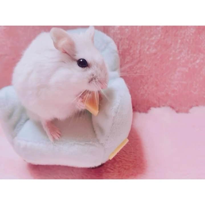 白戸遥のインスタグラム：「おもち♡いすにすわってもぐもぐタイム🐹💗おとしたっ!!!! #hamster #hamstagram #hammy  #dwarfhamster #hamstergram #petstagram #fluffy#smallanimal#hamsterlife #hamsterlove  #ハムスター部 #ハムスタグラム #ハムスター #はむすたぐらむ #햄스터 #仓鼠的日常 #仓鼠  #白戸家 #はるちゃん #もぐもぐ #おうち #かわいい #すみっコぐらし #ハムスター動画  #followｍe #ハムスター好きな人と繋がりたい #ハムスターのいる生活  #おもち #チーズ#cheese」