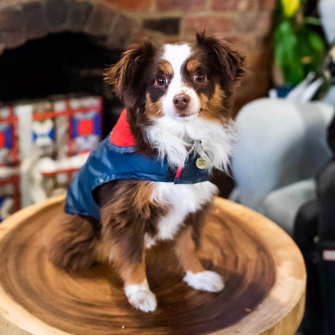 The Dogistさんのインスタグラム写真 - (The DogistInstagram)「Chloe, Toy Australian Shepherd (2 y/o), 21st & 9th Ave., New York, NY • “She’s known for barging in on people in the bathroom. She’s good at opening doors.” @cocoaussiegal」12月23日 0時54分 - thedogist