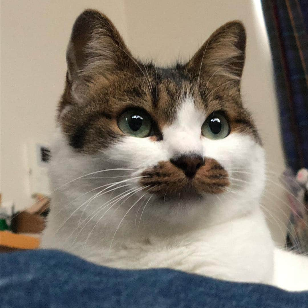 ghemtexのインスタグラム：「#髭 #猫 #日曜日 #mustache #cat #sunday」