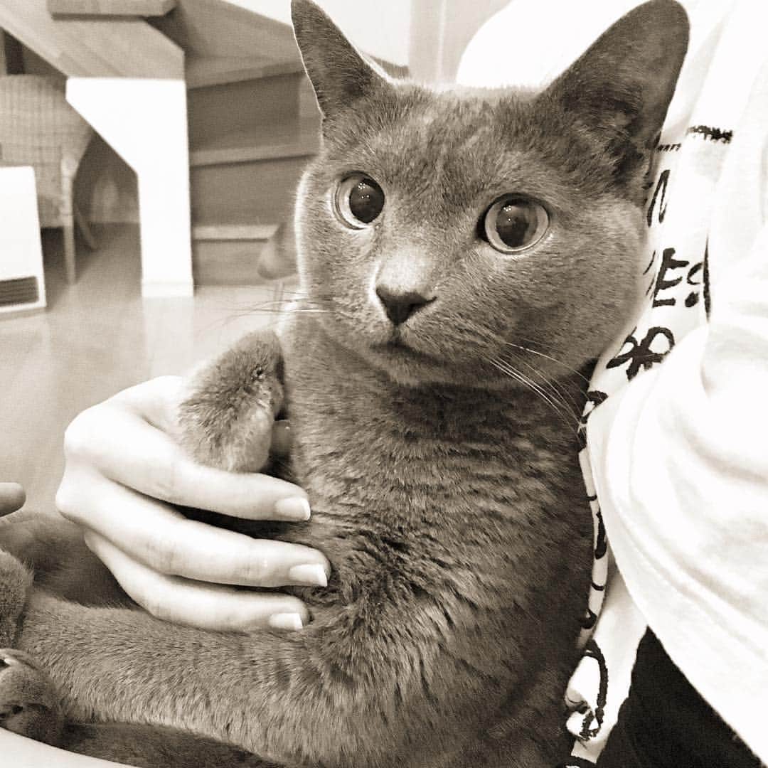ミーちゃんのインスタグラム：「お久しぶりです😊 #cat #russianblue #neko #catsofinstagram #catstagram #猫 #ネコ #ねこ #ロシアンブルー#グレ猫倶楽部」